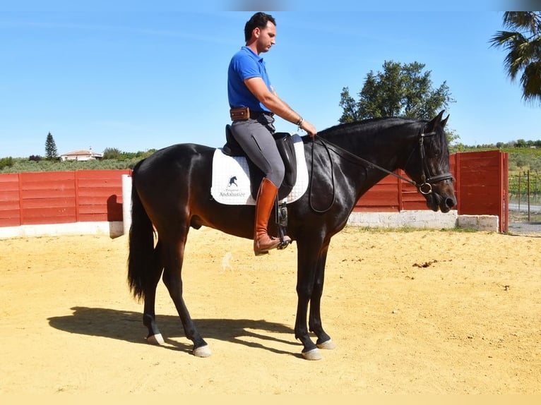 PRE Semental 4 años 157 cm Castaño oscuro in Provinz Malaga