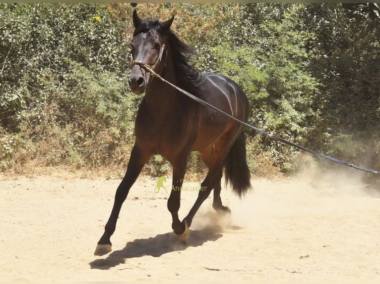 PRE Semental 4 años 157 cm Castaño oscuro in Provinz Malaga