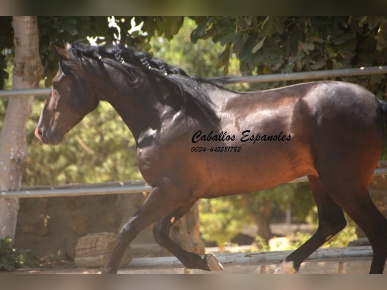 PRE Mestizo Semental 4 años 157 cm Morcillo in Vejer de la Frontera