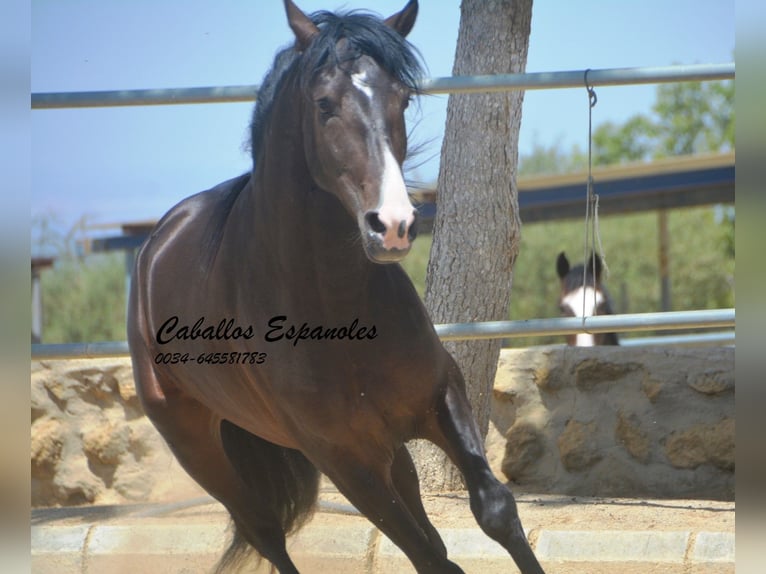 PRE Mestizo Semental 4 años 157 cm Morcillo in Vejer de la Frontera
