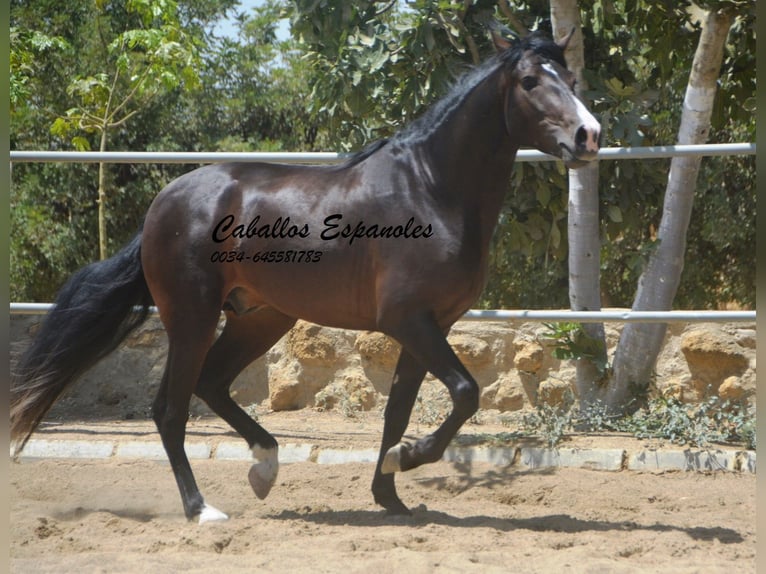 PRE Mestizo Semental 4 años 157 cm Morcillo in Vejer de la Frontera