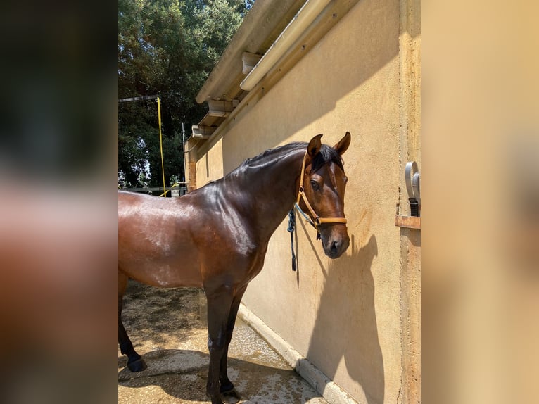 PRE Semental 4 años 158 cm Castaño in Vilablareix