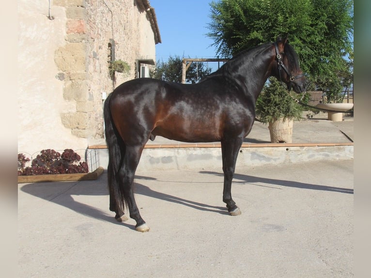 PRE Mestizo Semental 4 años 158 cm Castaño oscuro in Oststeinbek