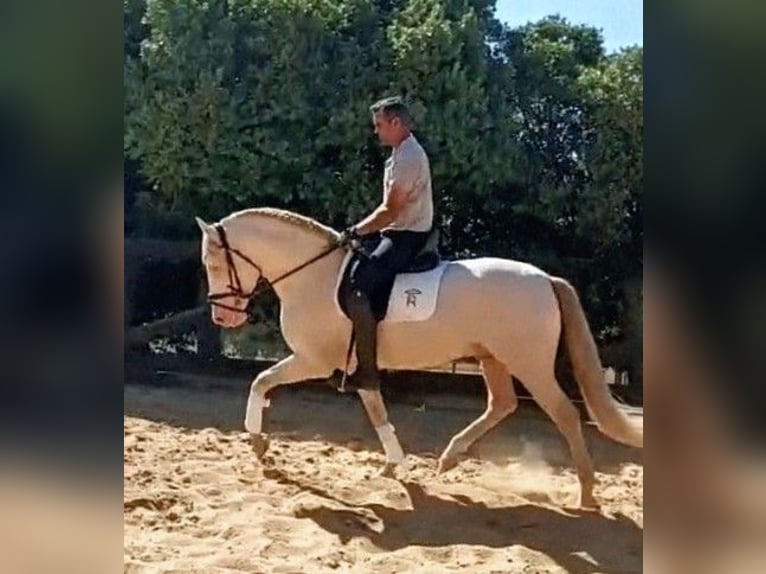 PRE Semental 4 años 158 cm Cremello in Sevilla