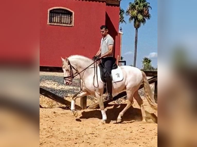 PRE Semental 4 años 158 cm Cremello in Sevilla