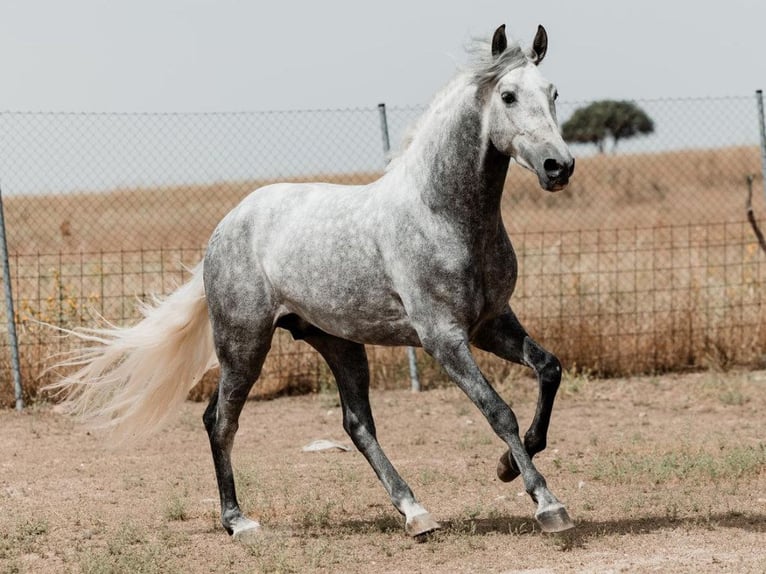 PRE Mestizo Semental 4 años 158 cm Tordo in Navas Del Madro&#xF1;o
