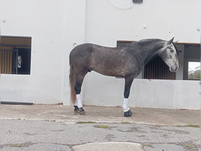 PRE Mestizo Semental 4 años 159 cm  in Terrassa