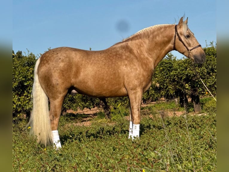 PRE Mestizo Semental 4 años 159 cm Palomino in Betera