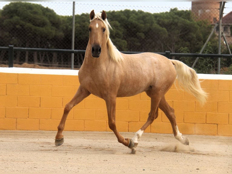 PRE Mestizo Semental 4 años 159 cm Palomino in Hamburg