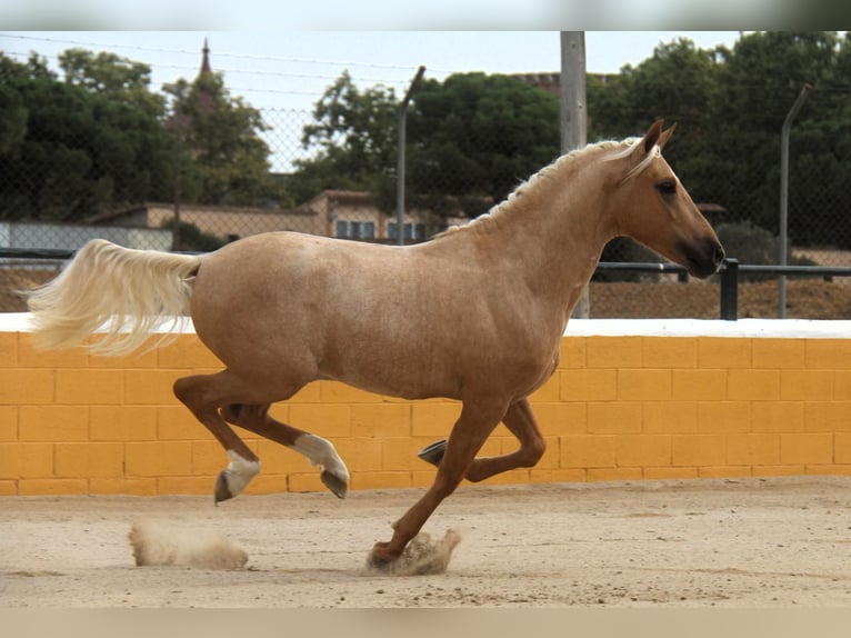 PRE Mestizo Semental 4 años 159 cm Palomino in Hamburg