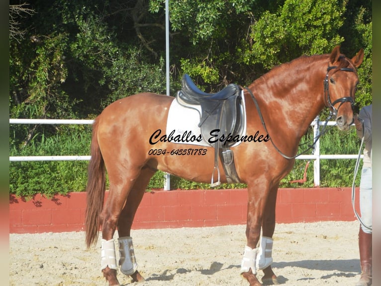 PRE Mestizo Semental 4 años 160 cm Alazán in Vejer de la Frontera
