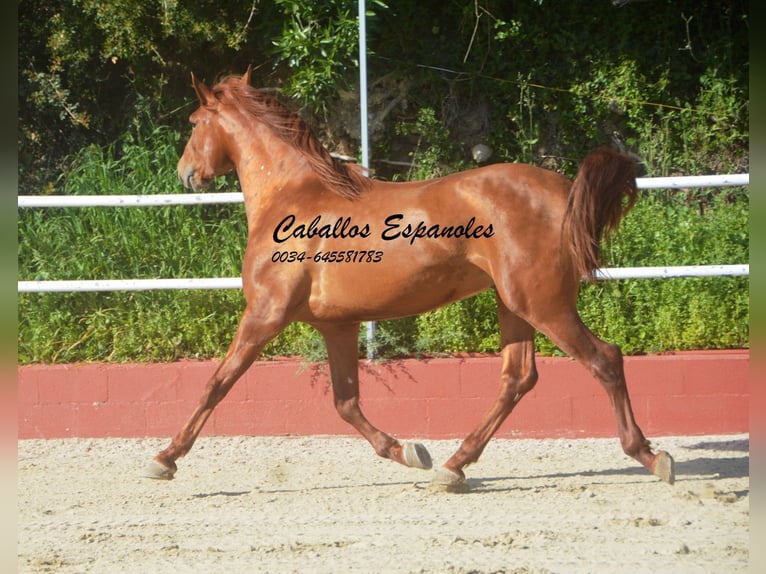 PRE Mestizo Semental 4 años 160 cm Alazán in Vejer de la Frontera