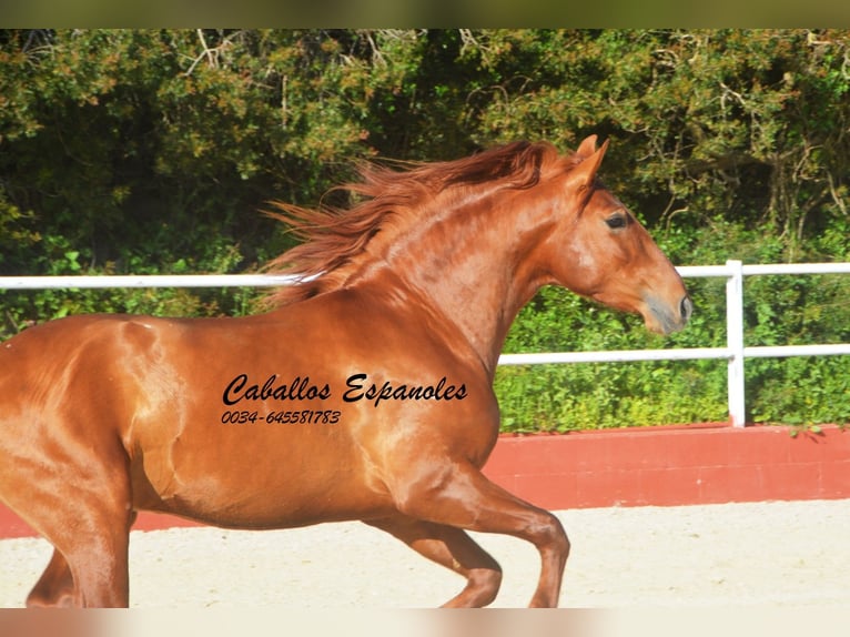 PRE Mestizo Semental 4 años 160 cm Alazán in Vejer de la Frontera
