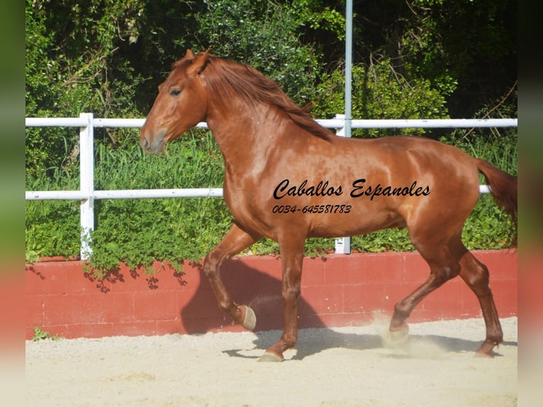 PRE Mestizo Semental 4 años 160 cm Alazán in Vejer de la Frontera