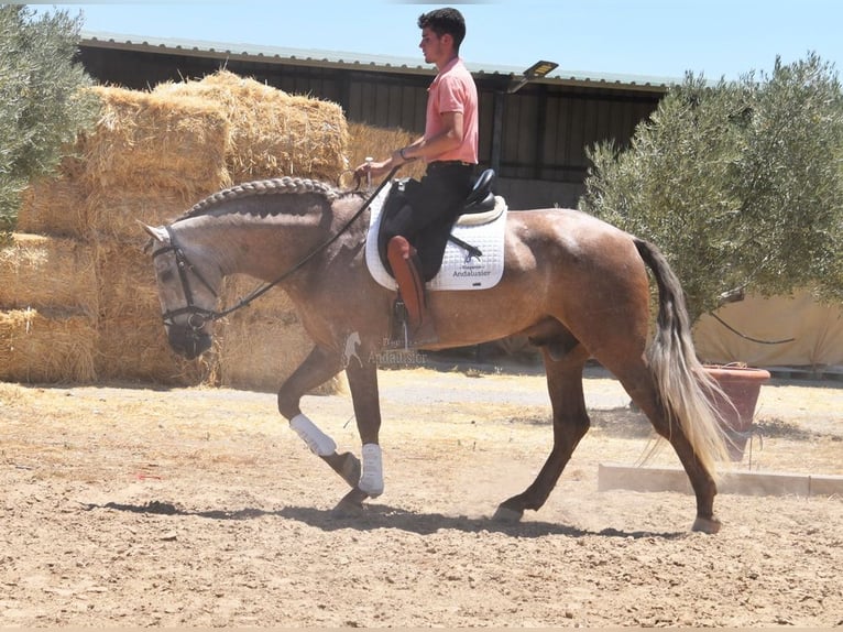 PRE Semental 4 años 160 cm in Provinz Granada