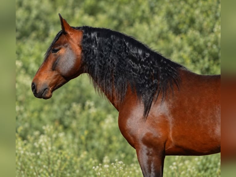 PRE Mestizo Semental 4 años 160 cm Castaño in Alicante