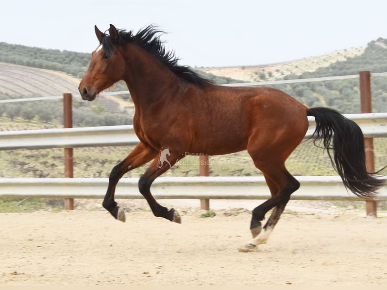 PRE Semental 4 años 160 cm Castaño in Provinz Cordoba