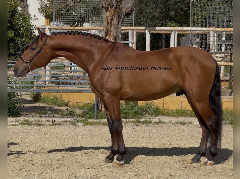 PRE Mestizo Semental 4 años 160 cm Castaño rojizo in Sevilla