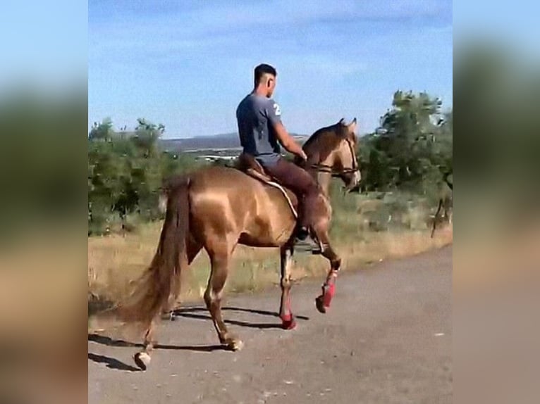 PRE Semental 4 años 160 cm Champán in Sevilla