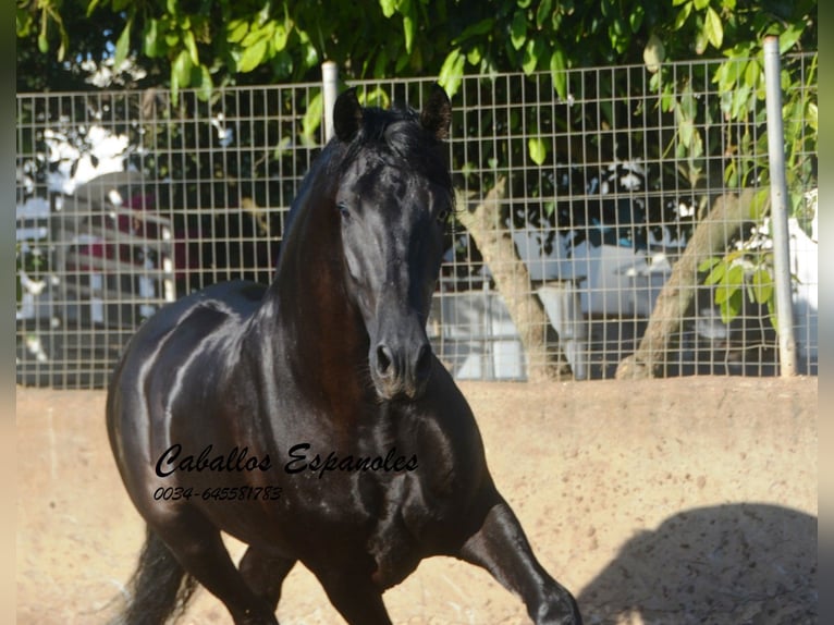 PRE Semental 4 años 160 cm Negro in Vejer de la Frontera