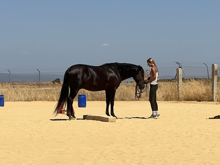 PRE Mestizo Semental 4 años 160 cm Negro in Carmona