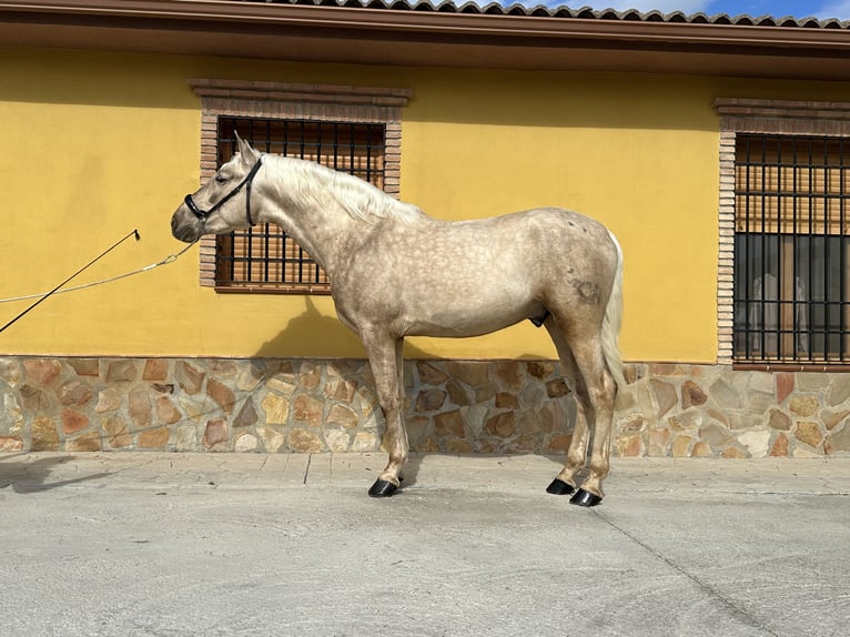 PRE Semental 4 años 160 cm Palomino in Valderrubio