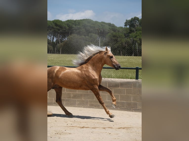 PRE Mestizo Semental 4 años 160 cm Palomino in Hamburg