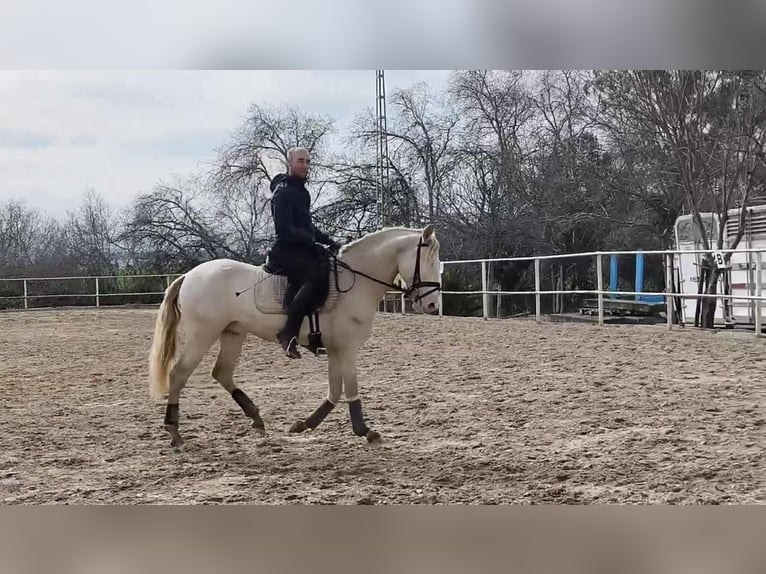 PRE Semental 4 años 160 cm Perlino in Galaroza (Huelva)
