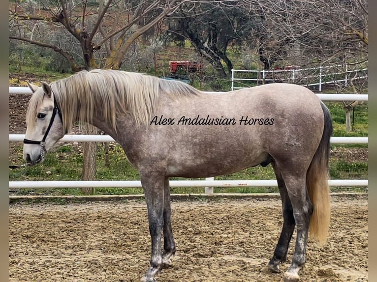 PRE Mestizo Semental 4 años 160 cm Tordo in Sevilla