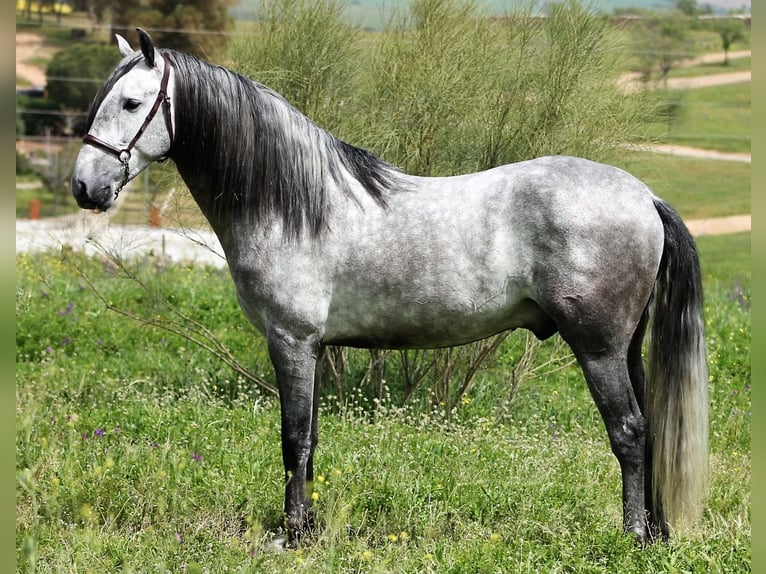 PRE Semental 4 años 160 cm Tordo in Galaroza (Huelva)