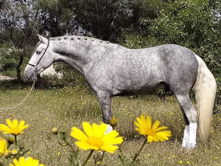 PRE Mestizo Semental 4 años 160 cm Tordo rodado in Schwarme