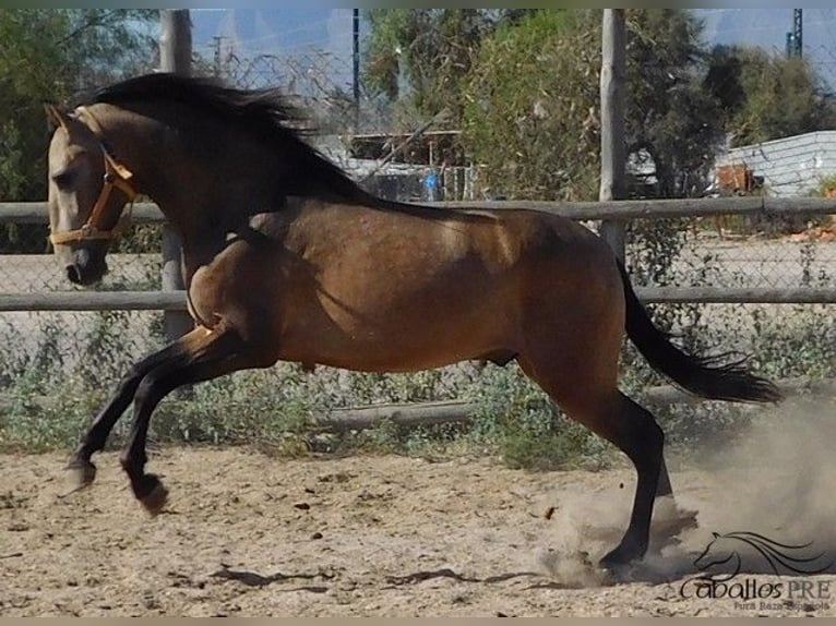 PRE Semental 4 años 161 cm Buckskin/Bayo in Alicante
