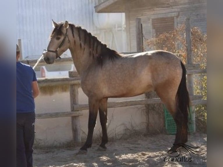 PRE Semental 4 años 161 cm Buckskin/Bayo in Alicante