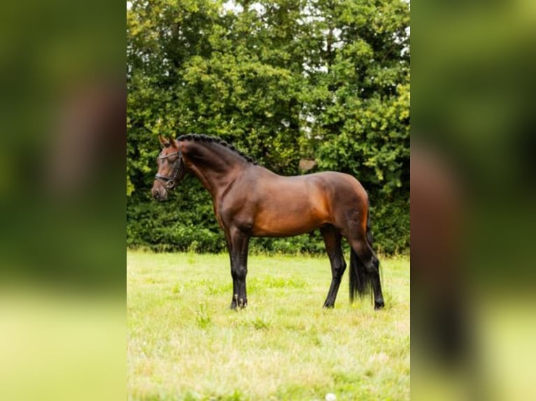 PRE Mestizo Semental 4 años 161 cm Castaño in Poeldijk
