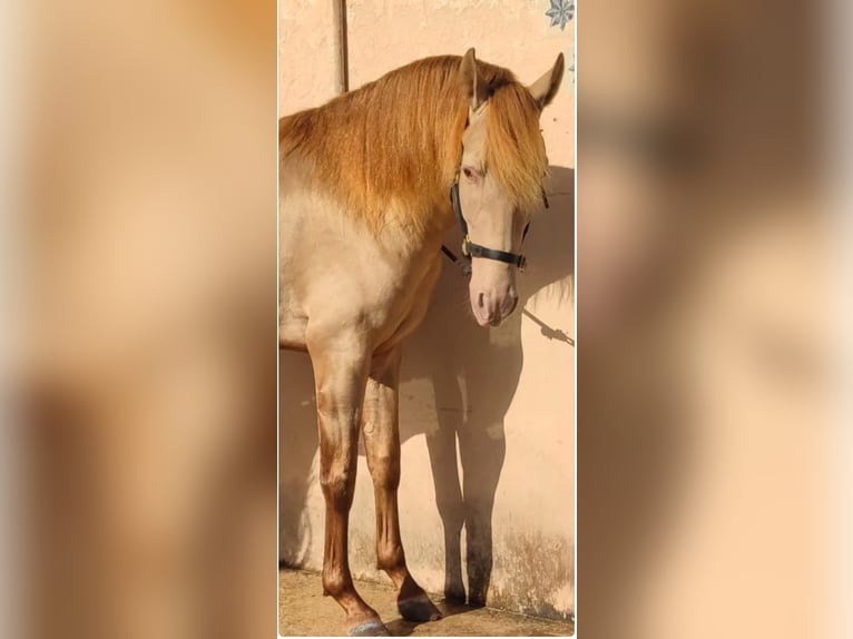 PRE Semental 4 años 161 cm Champán in Palma De Mallorca