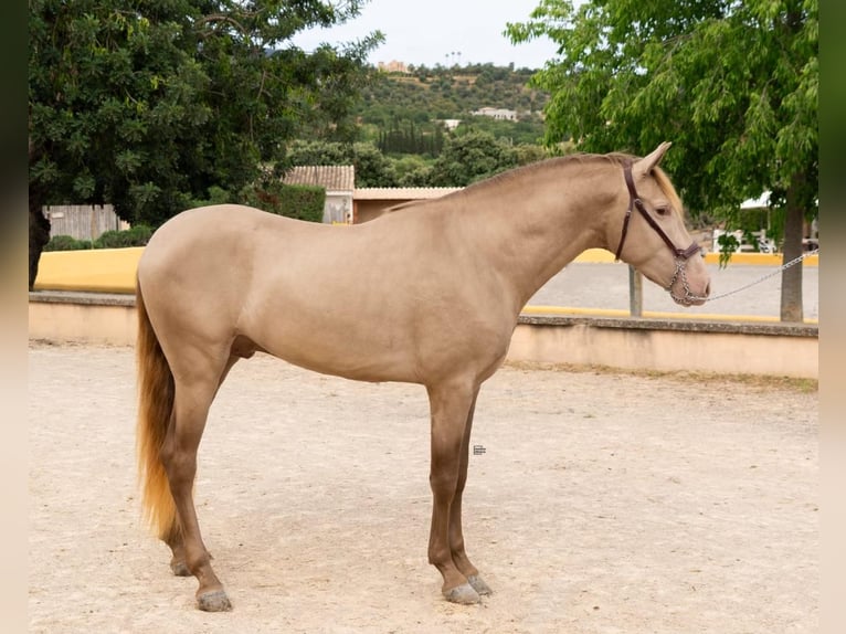 PRE Semental 4 años 161 cm Champán in Palma De Mallorca