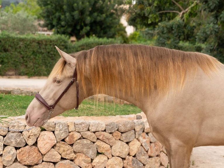 PRE Semental 4 años 161 cm Champán in Palma De Mallorca