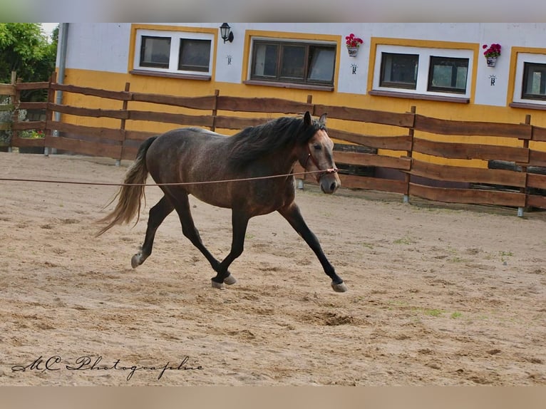 PRE Semental 4 años 161 cm Musgo in Polenz
