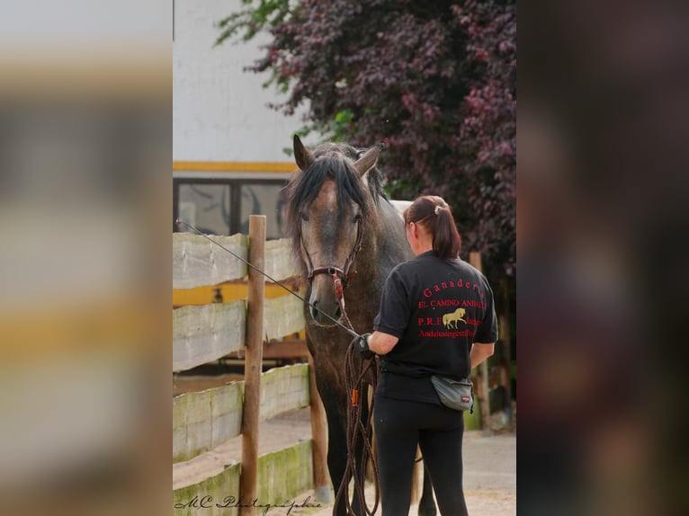 PRE Semental 4 años 161 cm Musgo in Polenz