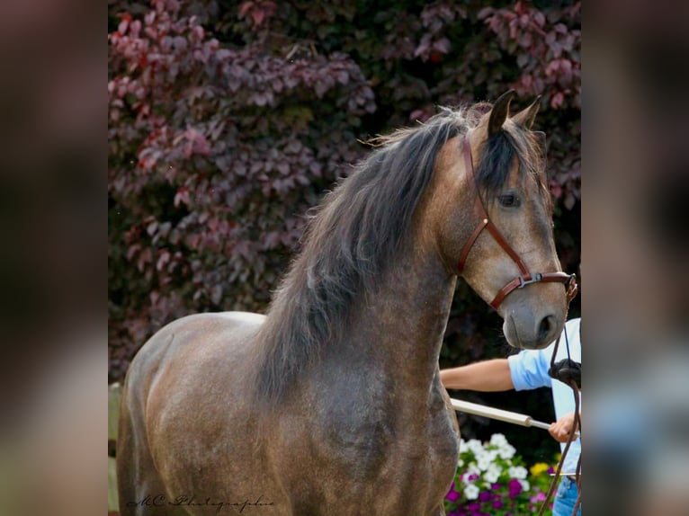 PRE Semental 4 años 161 cm Musgo in Polenz