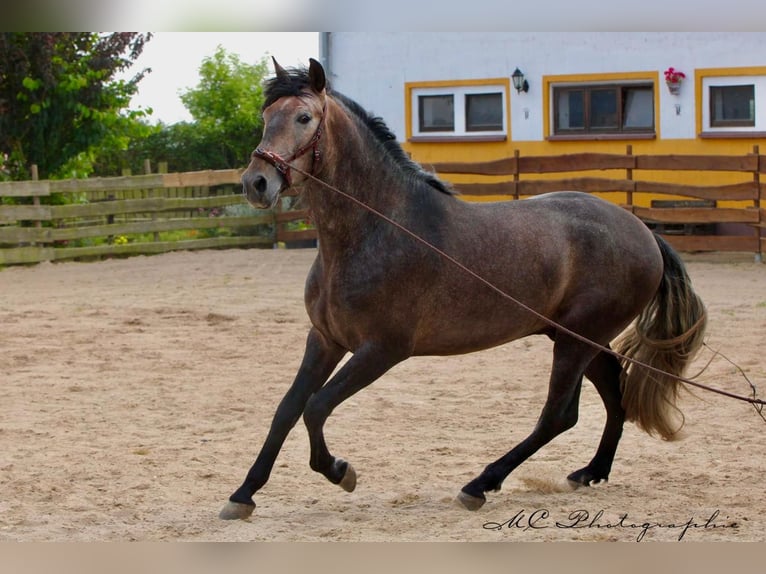PRE Semental 4 años 161 cm Musgo in Polenz