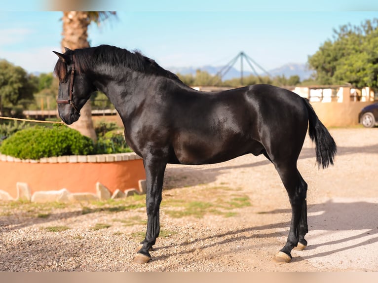 PRE Semental 4 años 161 cm Negro in Valls