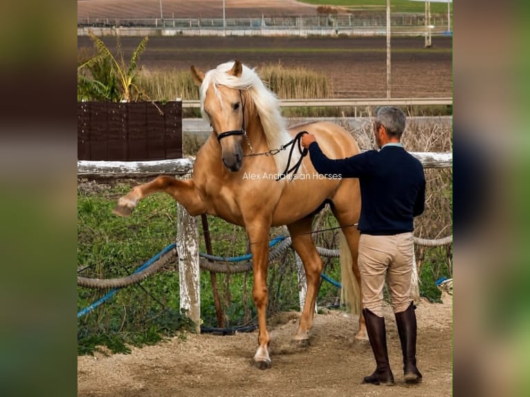 PRE Mestizo Semental 4 años 161 cm Palomino in Sevilla