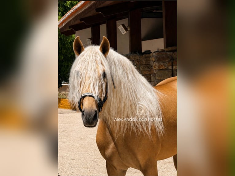 PRE Mestizo Semental 4 años 161 cm Palomino in Sevilla