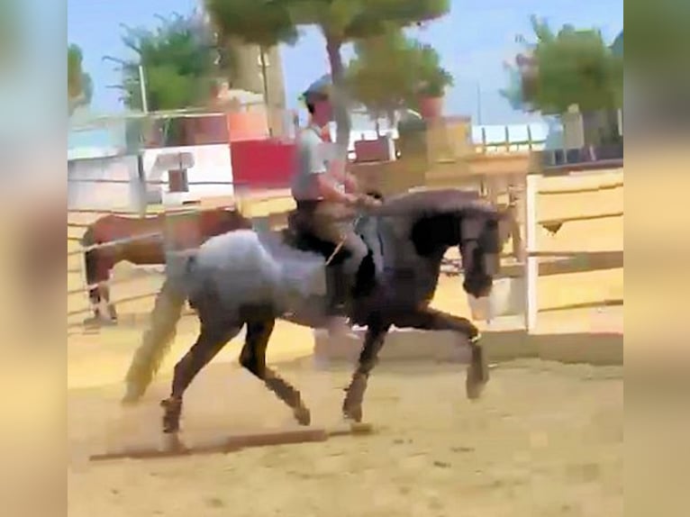 PRE Semental 4 años 161 cm Tordo in Jerez