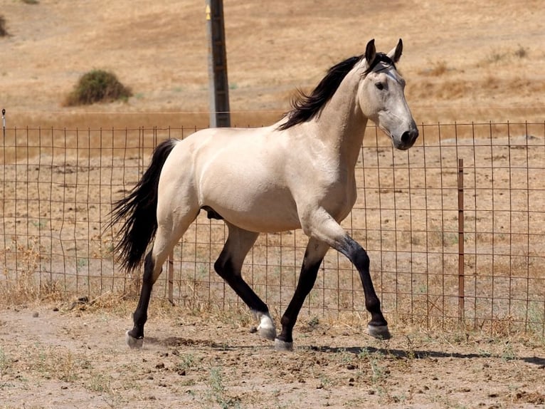 PRE Mestizo Semental 4 años 162 cm Bayo in Navas Del Madroño
