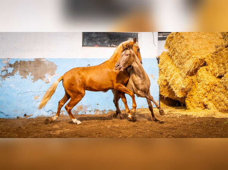 PRE Mestizo Semental 4 años 162 cm in Valencia