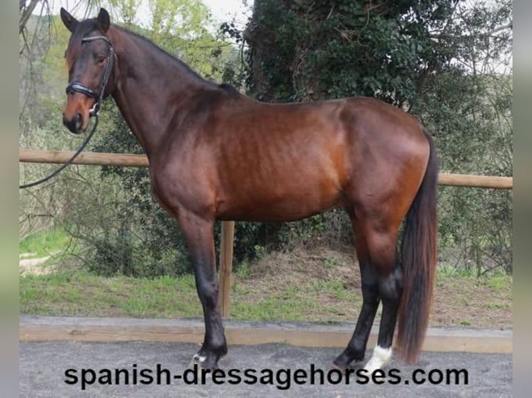 PRE Mestizo Semental 4 años 162 cm Castaño oscuro in Barcelona