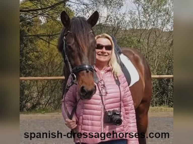 PRE Mestizo Semental 4 años 162 cm Castaño oscuro in Barcelona