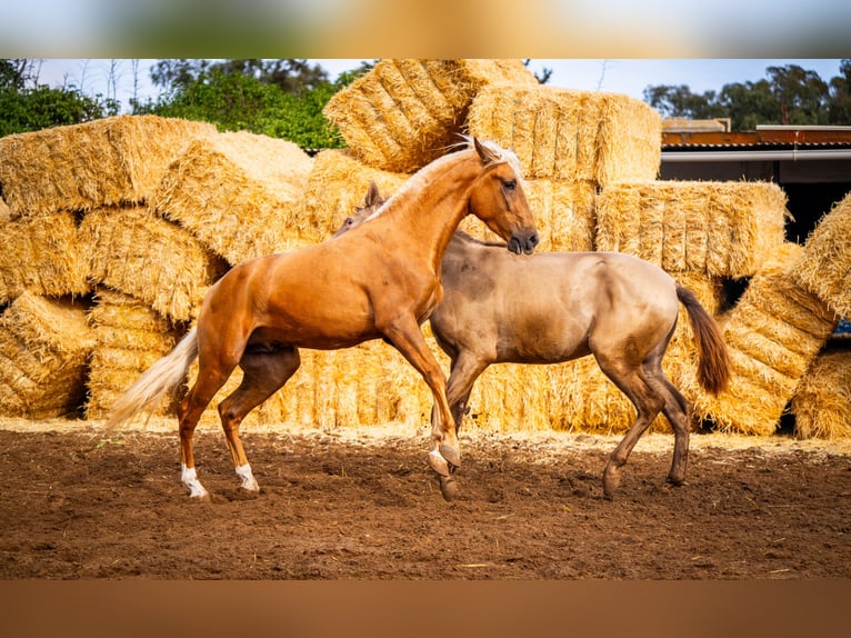 PRE Mestizo Semental 4 años 162 cm Champán in Valencia